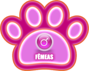 Fêmeas - Flat Coated